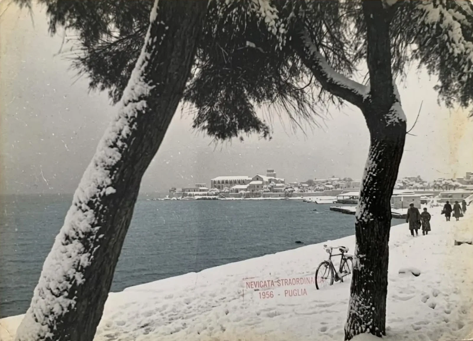 Il lungomare di Trani sotto la neve, tra due pini, con la penisola di Colonna e il suo monastero sullo sfondo